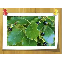 Эфирное масло Камфоры белой