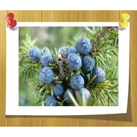 Juniper Berry Essential Oil, Volume, ml: 5 ml, изображение 2