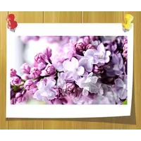 Отдушка Сирень для гелей для душа, Volume, ml: 10 ml