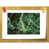 Эфирное масло полыни Artemisia Vulgaris обыкновенной