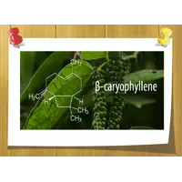 Beta Caryophyllene натуральный, Объём, мл: 5 мл