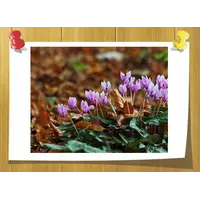 Cyclamen Aldehyde