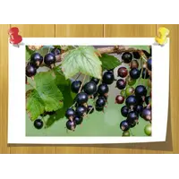 Cassis Base 345B, Volume, ml: 10 ml