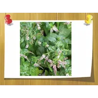 Эфирное масло мяты кудрявой, Volume, ml: 50 ml