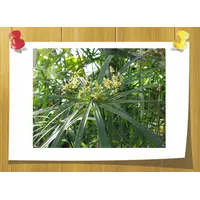 Эфирное масло Киприола (Наргамоты), Volume, ml: 5 ml