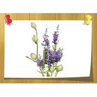 Farnesene, Volume, ml: 3 ml