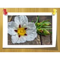 Labdanum absolute, Weight: 10 гр, Concentration: 50 % TEC