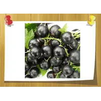 Labienoxime 10% IPM-TEC, Volume, ml: 5 ml, Concentration: 10% IPM-TEC