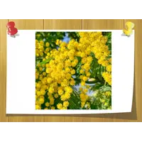 Mimosa Absolute 15 % TEC, Weight: 5 гр, Concentration: 15 % TEC
