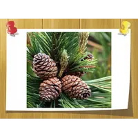 Аромамасло горная сосна Mountain Pine