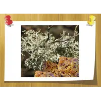 Аромамасло Oakmoss and Amber, Volume, ml: 5 ml