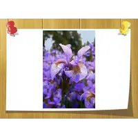 Orris butter, Weight: 2 гр