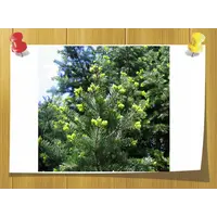 Эфиное масло Черной ели, Объём, мл: 5 мл