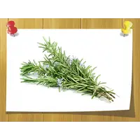 Экстракт листьев розмарина сухой