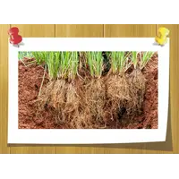 Vetival, Объём, мл: 5 мл
