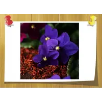 Аромамасло Черная фиалка и шафран Black Violet and Saffron