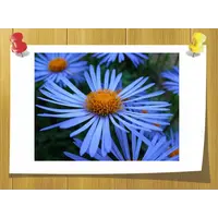Эфирное масло Ромашки немецкой, Volume, ml: 2 ml 