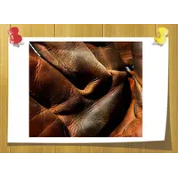 Аромаолія Шкіра Leather