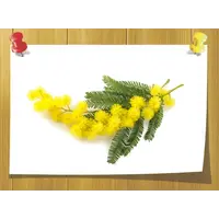 Абсолю Мимозы, Volume, ml: 3 ml, Concentration: 100% Pure