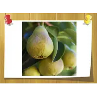 Аромамасло Orchard Pear