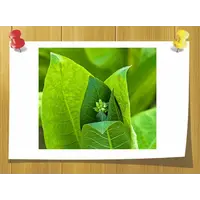 Абсолю Табака, Volume, ml: 5 ml