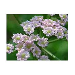 Эфирное масло Аниса