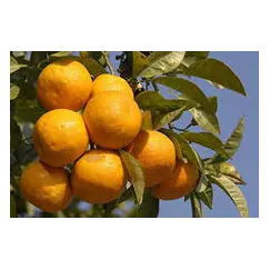 Эфирное масло Апельсина