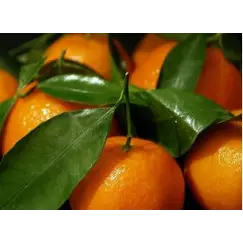 эфирное масло мандарина