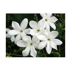 Гидролат Бергамота