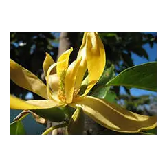 Эфирное масло Иланг-Иланг