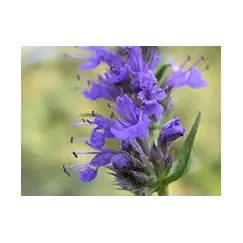 Эфирное масло Иссопа