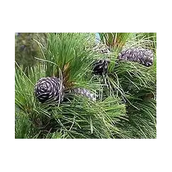 Эфирное масло Кедра