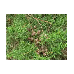 Эфирное масло Кипариса