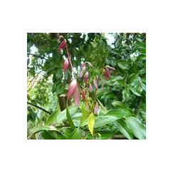 Эфирное масло Корицы