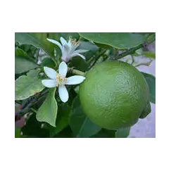 Гидролат Лайма