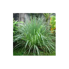 Эфирное масло Лемограссовое