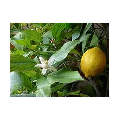 Эфирное масло Лимона