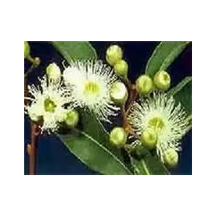 Гидролат Пальмарозы