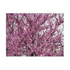 Гидролат Розового дерева