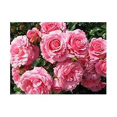 Гидролат Розы