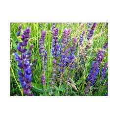 Гидролат Шалфея мускатного