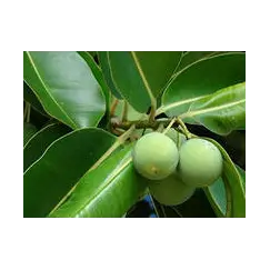 Масло Таману опт