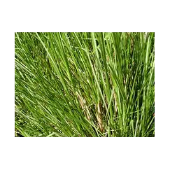 Эфирное масло Ветиверовое