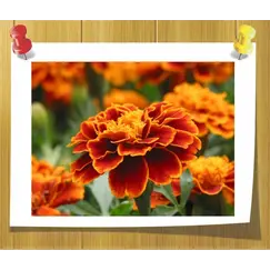 Гидролат Бархатцев (Душистая вода)