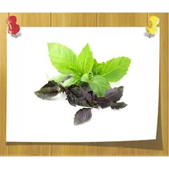 Гидролат Базилика (Душистая вода)