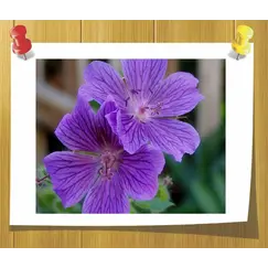 Гидролат Герань ( Душистая вода)