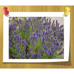 Гидролат  Иссоповая (Душистая Вода)