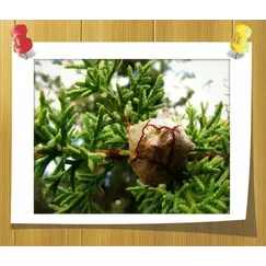 Гидролат Кипариса (Душистая вода)