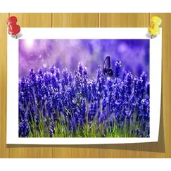 Гидролат Лаванды ( Душистая вода)