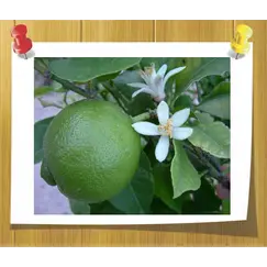 Гидролат Лайма (Душистая вода)